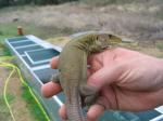 Tunisian Eyed Lizards (<i>Timon pater</i>) Same female showing winter colours (November 2011).